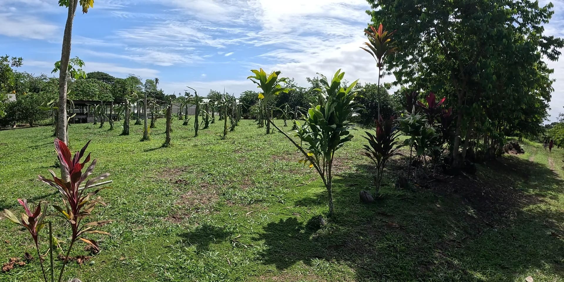 Smart Regenerative Agriculture – to improve the health and well-being of Samoans